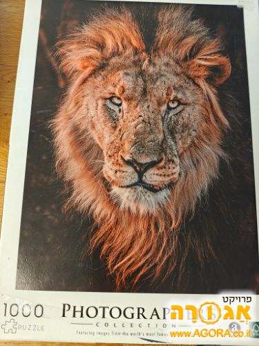 פאזל תמונת אריה
