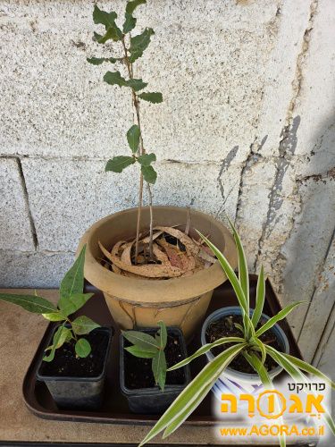 שתילים של עץ אלון, עץ ברכיכיטון וסוקולנט