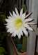 קקטוס מלכת הלילה