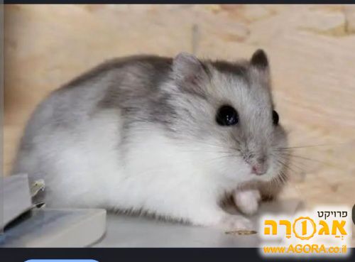 אוגרים עם כלוב