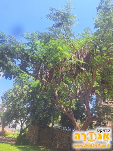 עציץ לבן
