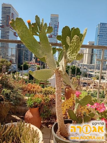 קקטוס