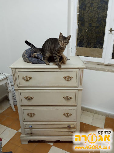 שידה