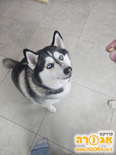 כלבת האסקי משגעת
