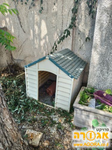 מלונת כלב