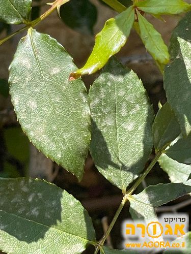 שתילי סנסיוורה