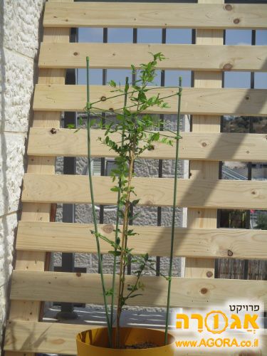 עץ רימון צעיר