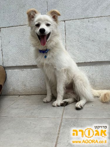 כלב שפיץ יפני