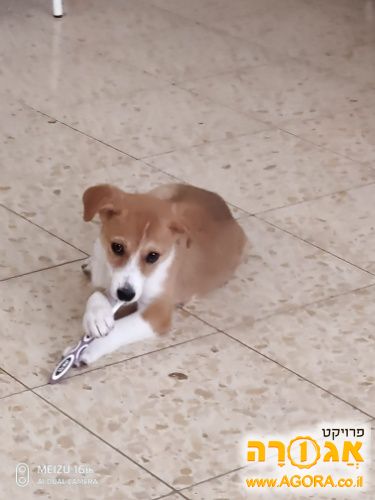 כלבה
