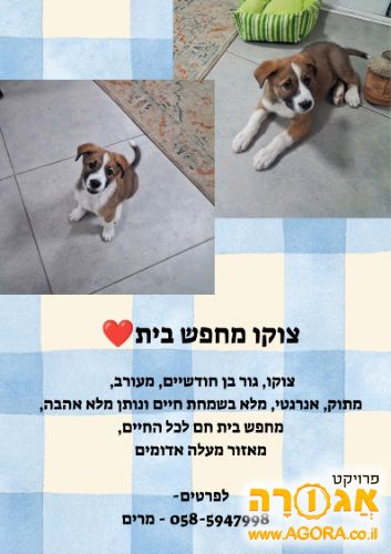 גור כלבים