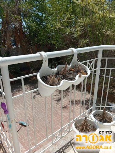 אדנית נתלת