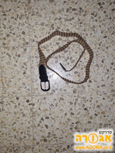 חכורה חומה