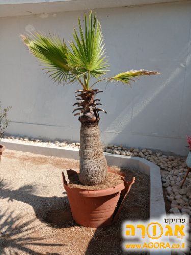 עץ דקל