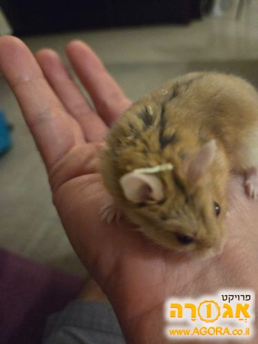 אוגר סיבירי חמוד