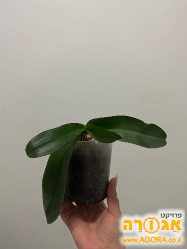 עציץ סחלב