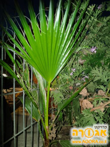 דקל צעיר מסוג וושינגטוניה (Washingtonia)