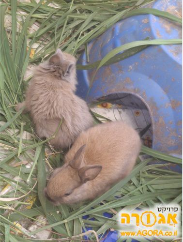 שני גורי ארנבות מתוקים