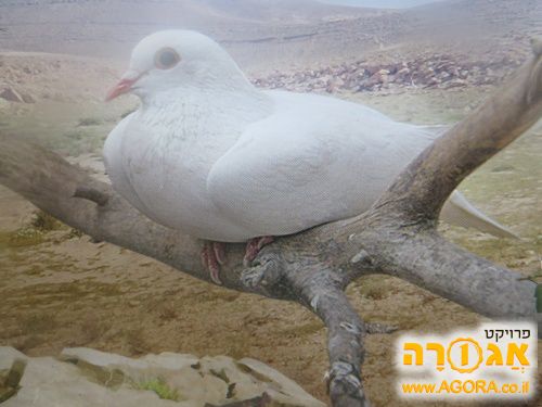 תמונה