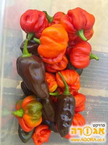 פלפלים חריפים