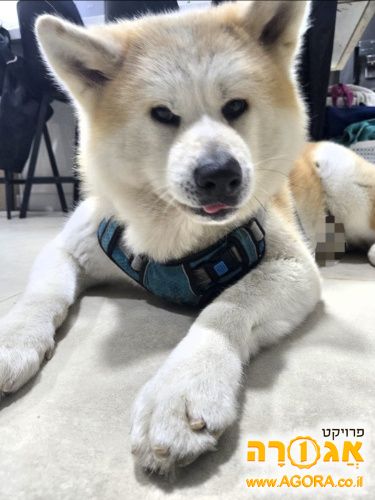 ריו כלב אקיטה אינו מהמם