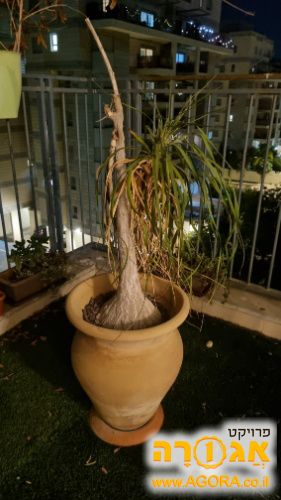 עציץ וכד חרסינה