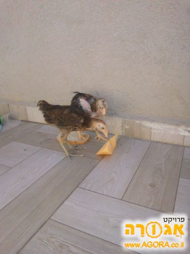 זוג אפרוחים