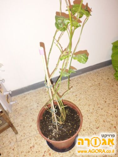 צמח מטפס יסמין סמבק