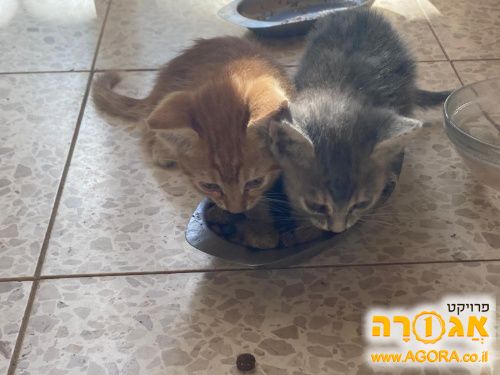 שני גורים מתוקים מחפשים את המזל שלהם 🐱❤