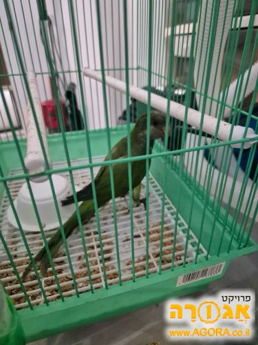 תוכי