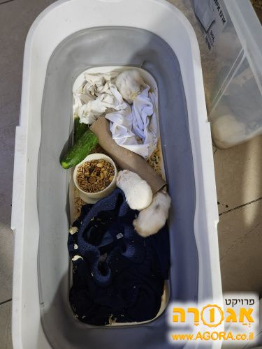אוגרים