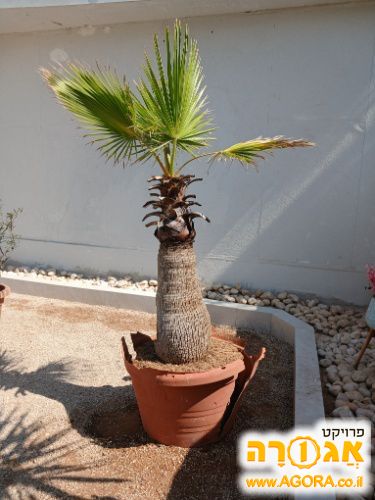 עץ עם אדנית לגינה
