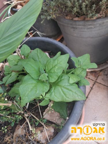 שתילי תרד