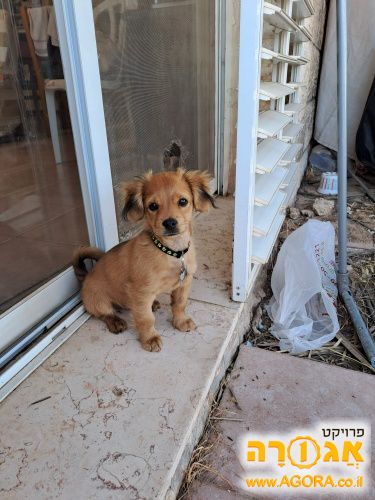 גור כלבים מתוק