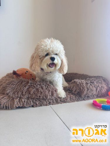כלבה מסוג קבפו לאימוץ