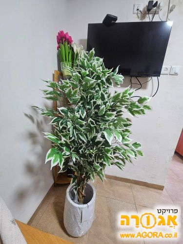עציץ