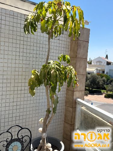 עציץ