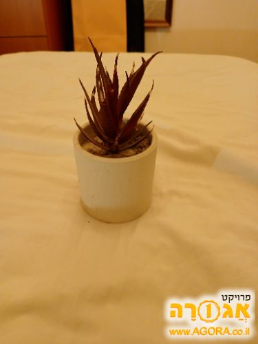 עציץ ביתי