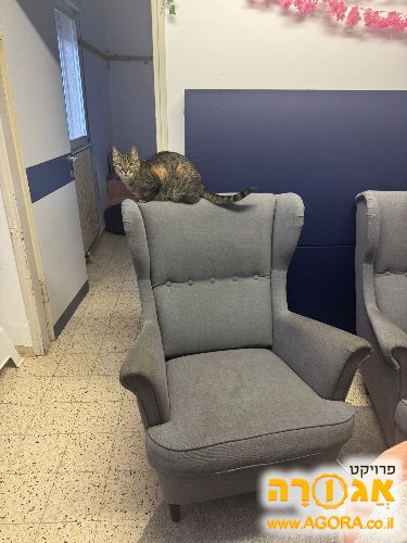 כורסאות סלון