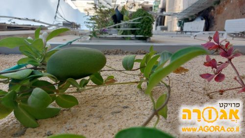 זרעים של יסמין