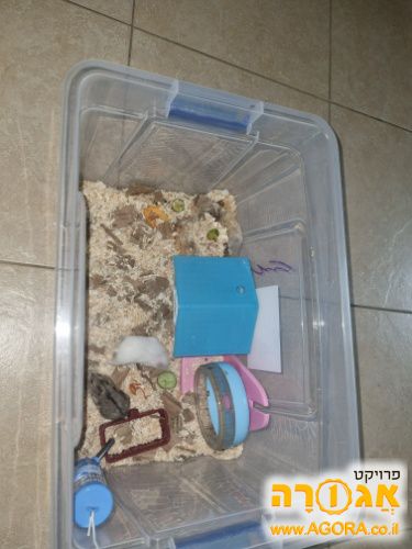 אוגרת סיבירי נקבה בקופסא עם ציוד