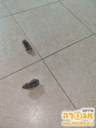 2 אוגרים סיביריים זכרים ללא כלוב