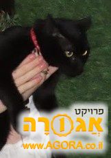 חתול