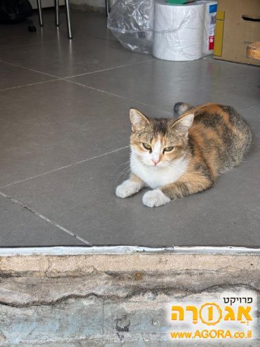 חתול