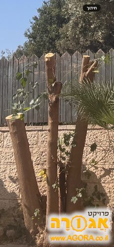 עץ פטל