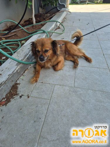 כלב