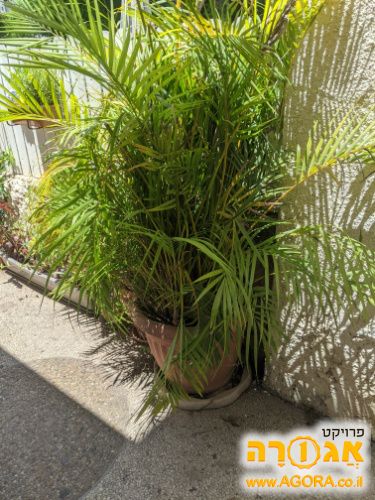 עציצים גדולים