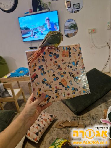 אלבום 200 תמונות