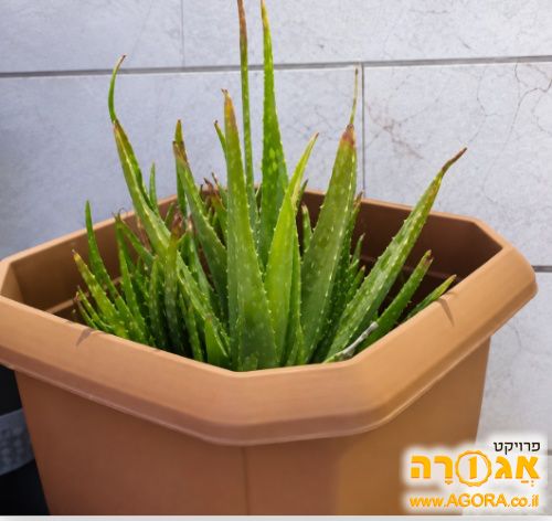 שתילי אלוורה