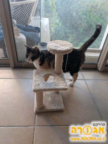 מגדל חתולים קטן