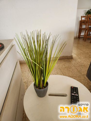 עציץ מעץ